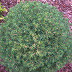 picea abies tompa