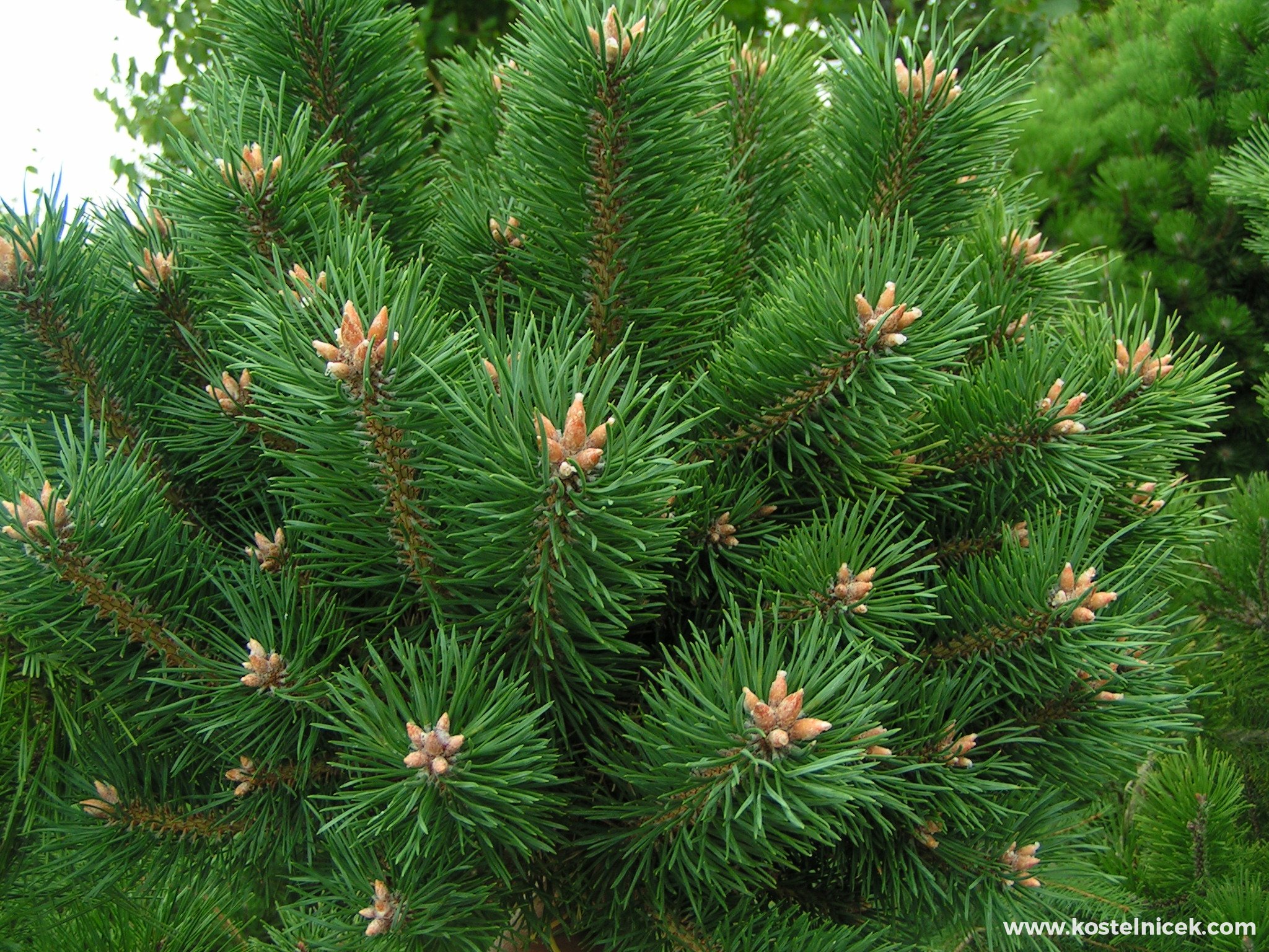 Обычная хвойная. Pinus Sylvestris хвоя. Сосна обыкновенная Пиния. Сосна обыкновенная габитус. Сосна обыкновенная сосна Лесная.