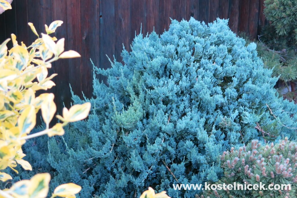 Juniperus horizontalis ´Blue Moon´