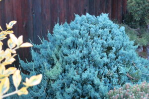 Juniperus horizontalis 'Blue Moon' Juniperus horizontalis 'Blue Moon'