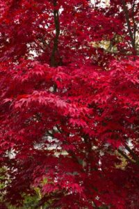 Acer palmatum 'Bloodgood' podzimni vybarveni