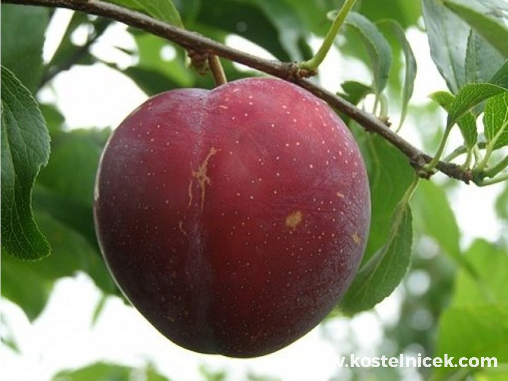 Prunus salicina 'Santa Rosa' plod