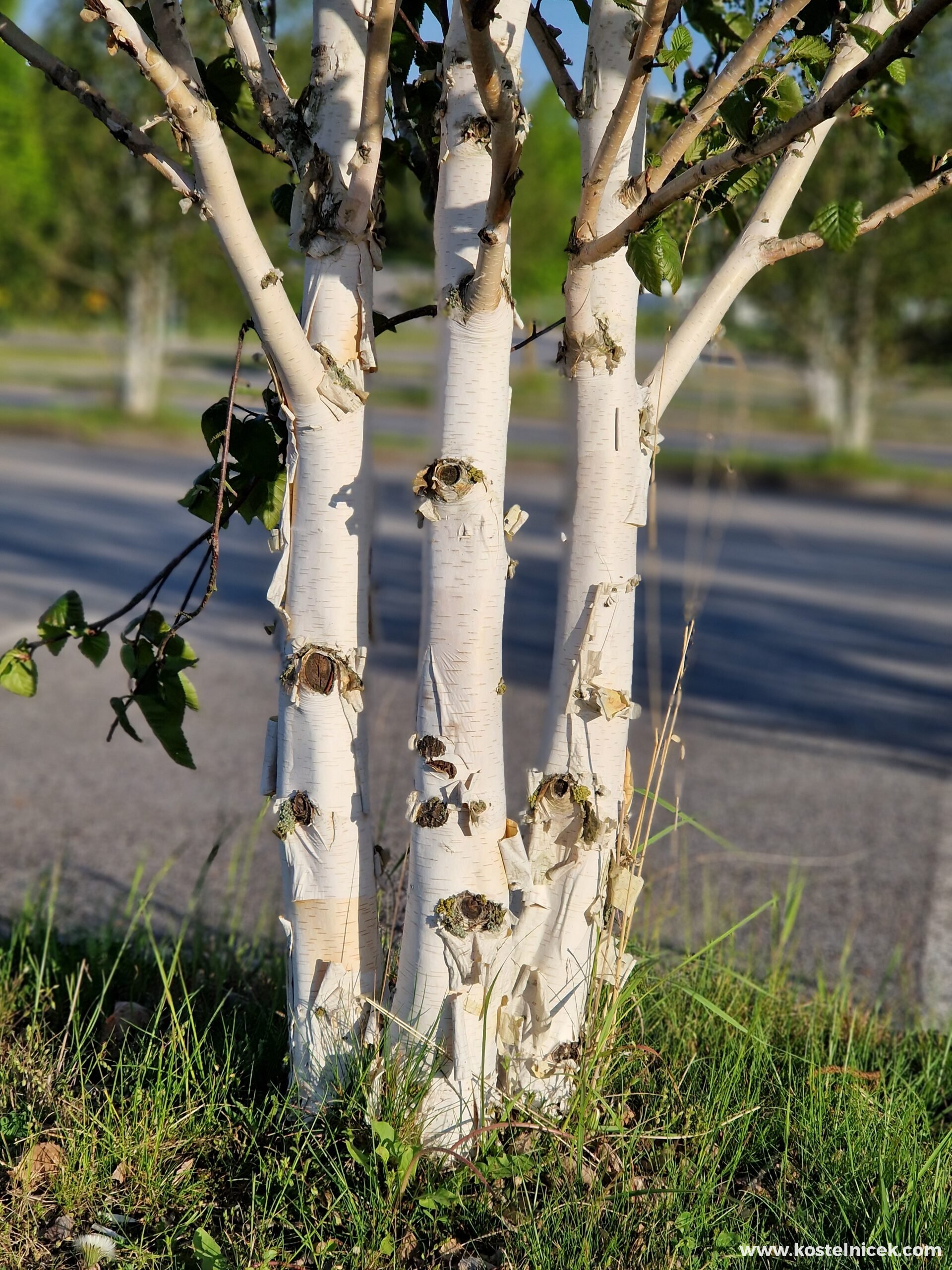 Betula utilis var. Doorenboos - detail
