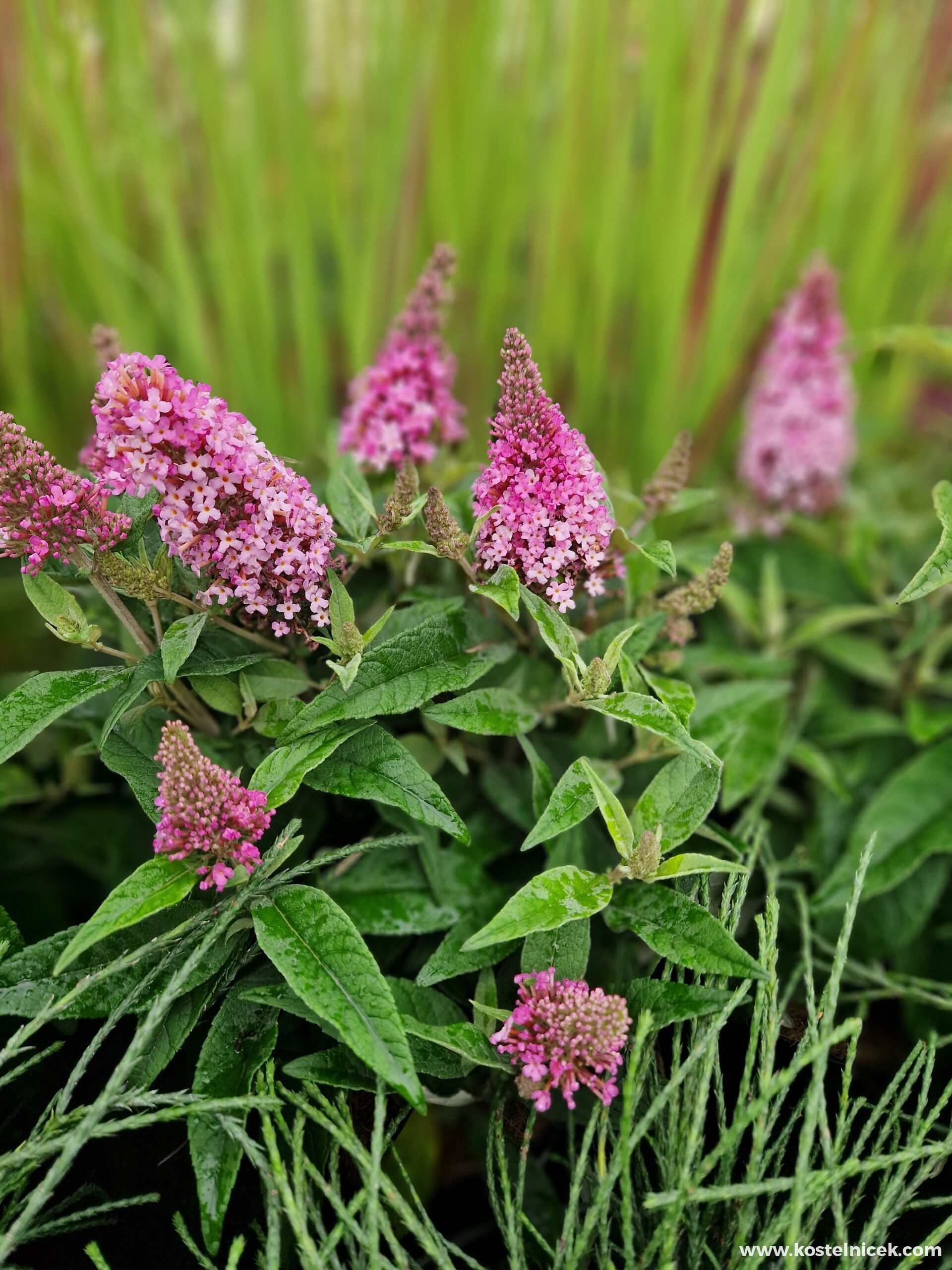 Buddleja davidii 'Buterfly Candy Little Ruby'